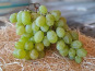 Les Jardins de Gérard - Raisin blanc Bio - 400 g
