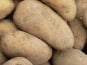 Mon Petit Producteur - Pomme De Terre Bio NOUVELLE MAIWEN - Variété À Chair Tendre [vendu Par 1 Kg]+