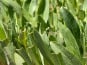 Rivesaline - Terre Saline - Aster Maritime Bio 500g